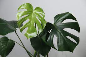 Cây Trầu Bà Nam Mỹ Monstera